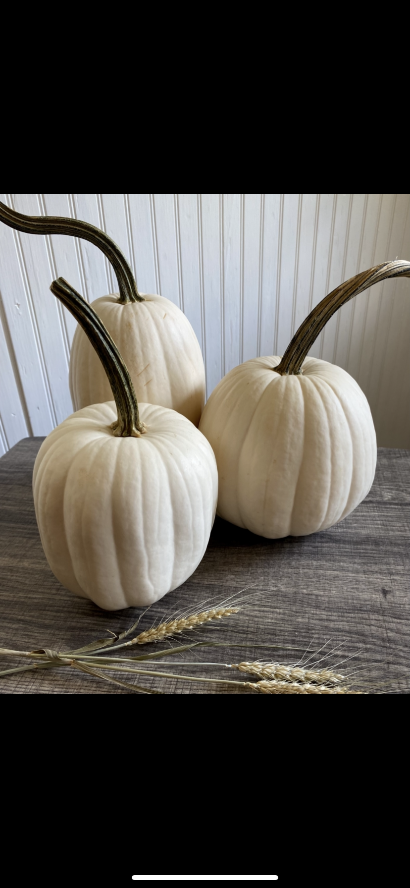 White pumpkins