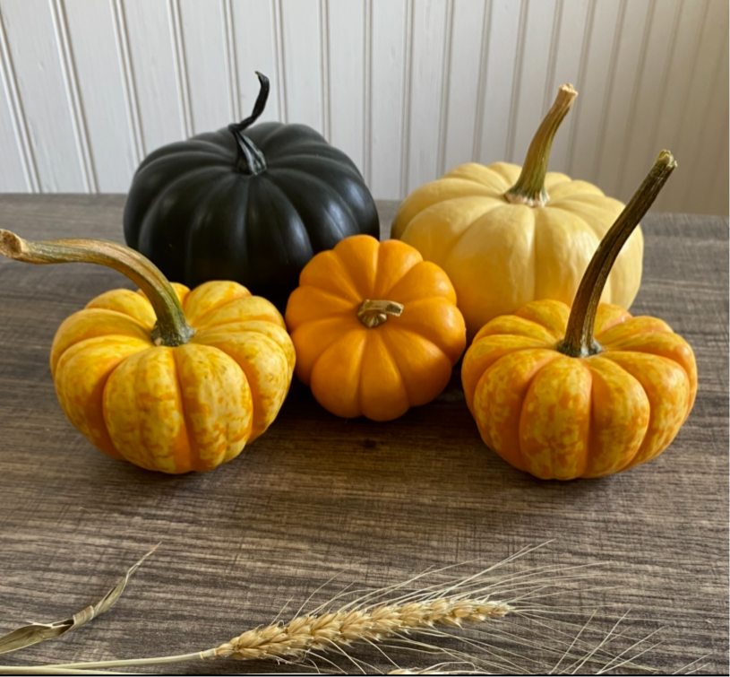 Mini Harvest Pumpkins Set of 5