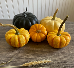 Mini Harvest Pumpkins Set of 5