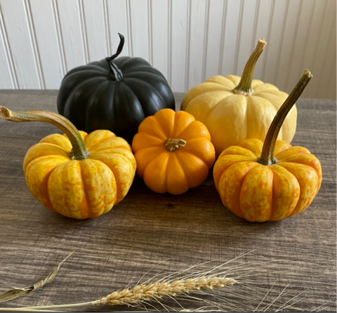 Mini Harvest Pumpkins Set of 5