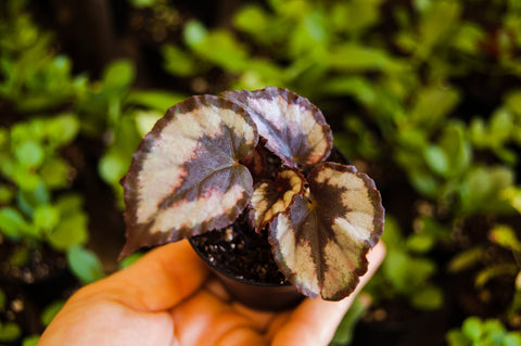Rex Begonia