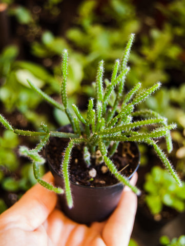 Mistletoe Cactus