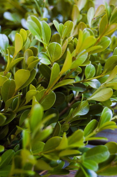 Live Boxwood wreath