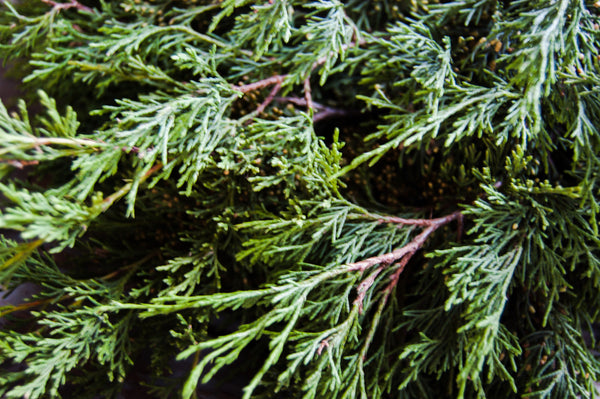 Fresh Cut Cedar Greenery
