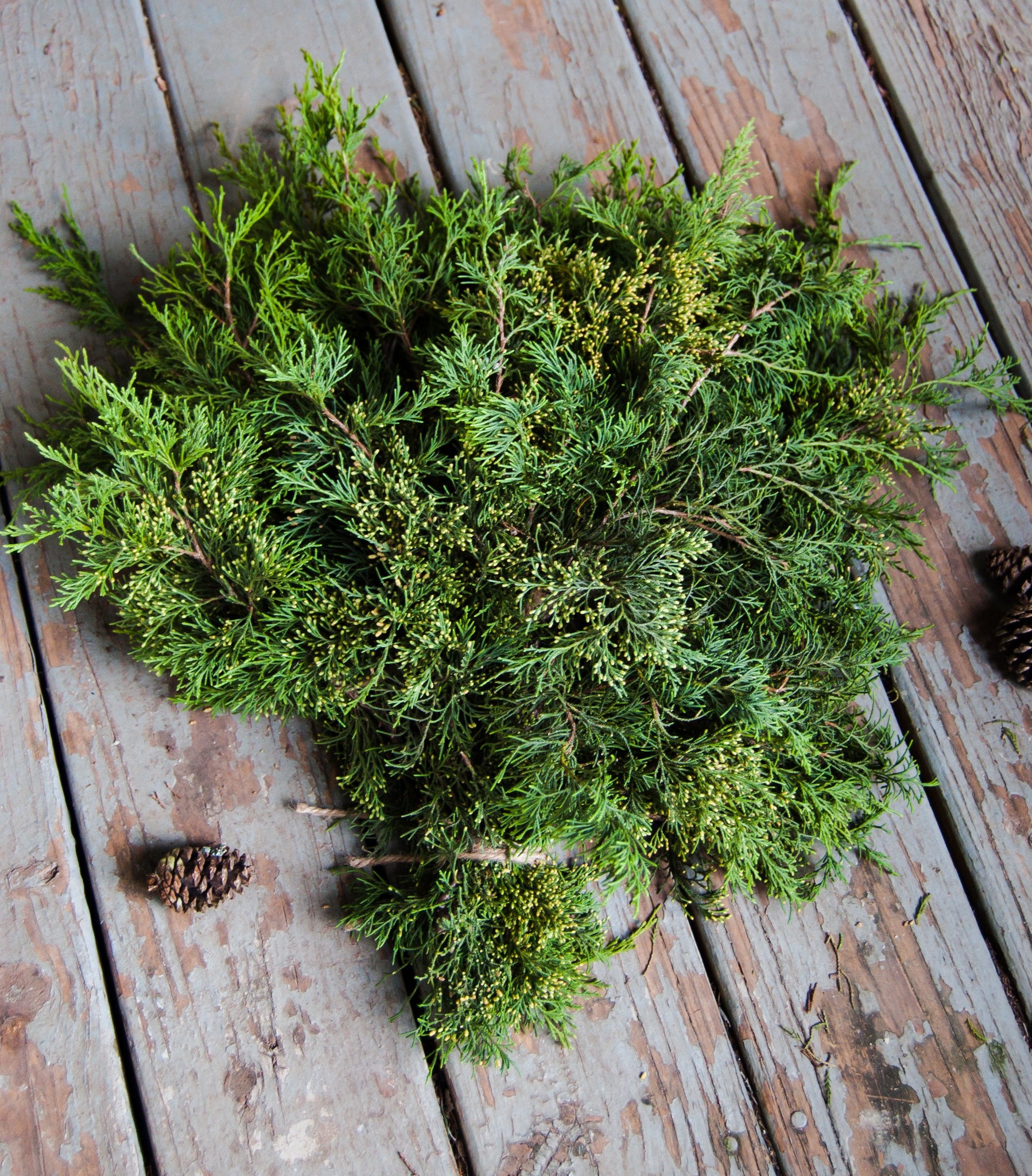 Fresh Cut Cedar Greenery