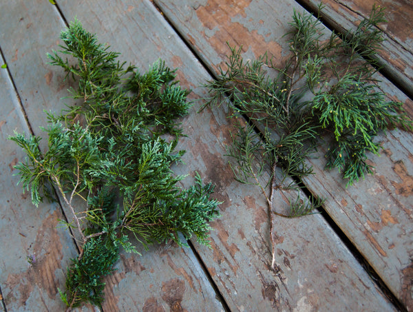 Fresh Cut Cedar Greenery