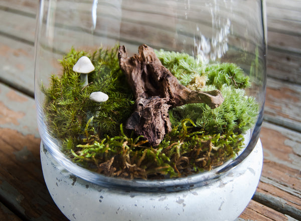 Solace Garden With Driftwood & Mushrooms